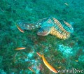 scuba diving photo