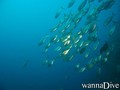 scuba diving photo