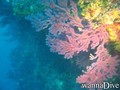 scuba diving photo
