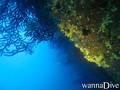 scuba diving photo