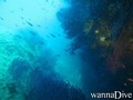scuba diving photo