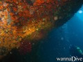 scuba diving photo