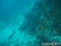 scuba diving photo