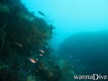 scuba diving photo