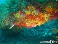 scuba diving photo