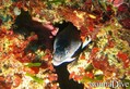 scuba diving photo