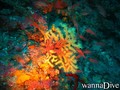 scuba diving photo