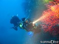 scuba diving photo