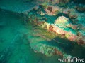 scuba diving photo