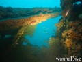 scuba diving photo