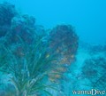 scuba diving photo