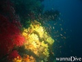 scuba diving photo