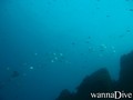 scuba diving photo