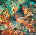 scuba diving photo