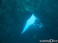 scuba diving photo