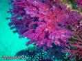 foto de buceo