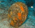 foto de buceo