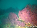 scuba diving photo