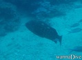 scuba diving photo