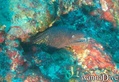 scuba diving photo