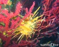 scuba diving photo