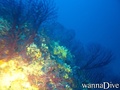 scuba diving photo