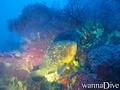 scuba diving photo