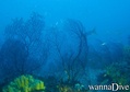 scuba diving photo