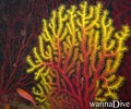 scuba diving photo