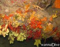 scuba diving photo