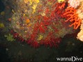 scuba diving photo