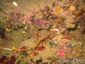 scuba diving photo