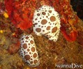 scuba diving photo