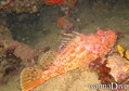 scuba diving photo