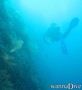 scuba diving photo