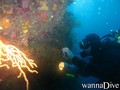 scuba diving photo