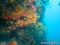 scuba diving photo