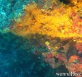 scuba diving photo