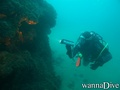 scuba diving photo