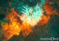 scuba diving photo