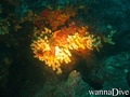 scuba diving photo