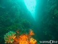 scuba diving photo