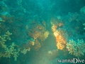 scuba diving photo
