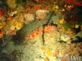 scuba diving photo