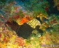 scuba diving photo