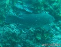 scuba diving photo