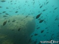 scuba diving photo