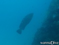 scuba diving photo