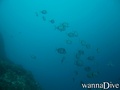 scuba diving photo