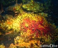 scuba diving photo